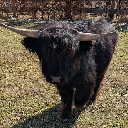 Dağ evi Vasanna Kosiv