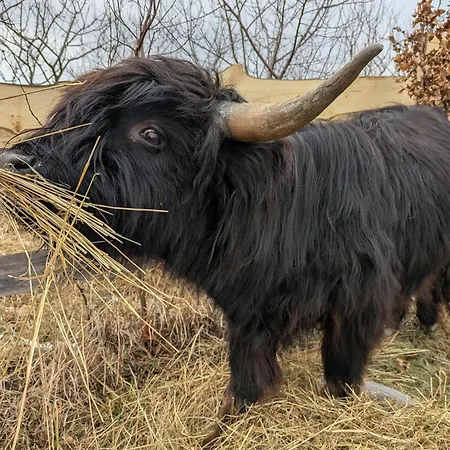 Domek alpejski Vasanna